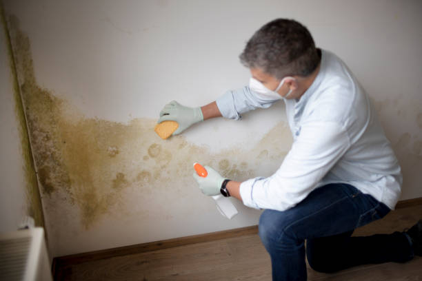 Mold Removal for HVAC Installations in St Andrews, SC